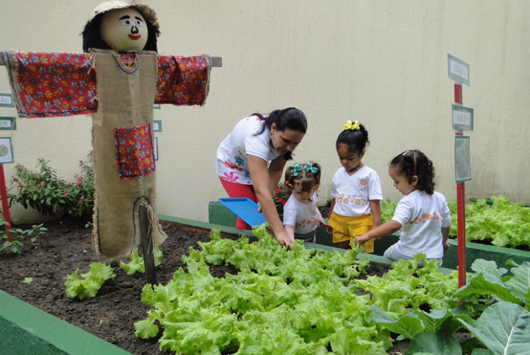 Cultivation of The Vegetable